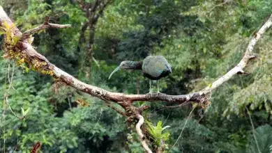 The Green Ibises Resting In A Branch