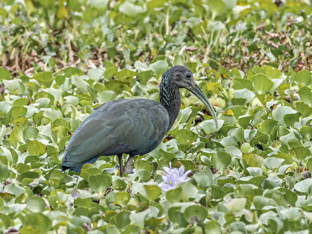 Green Ibises On The Swamp Searching For Food