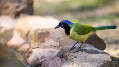The Green Jays Get To Drink Water