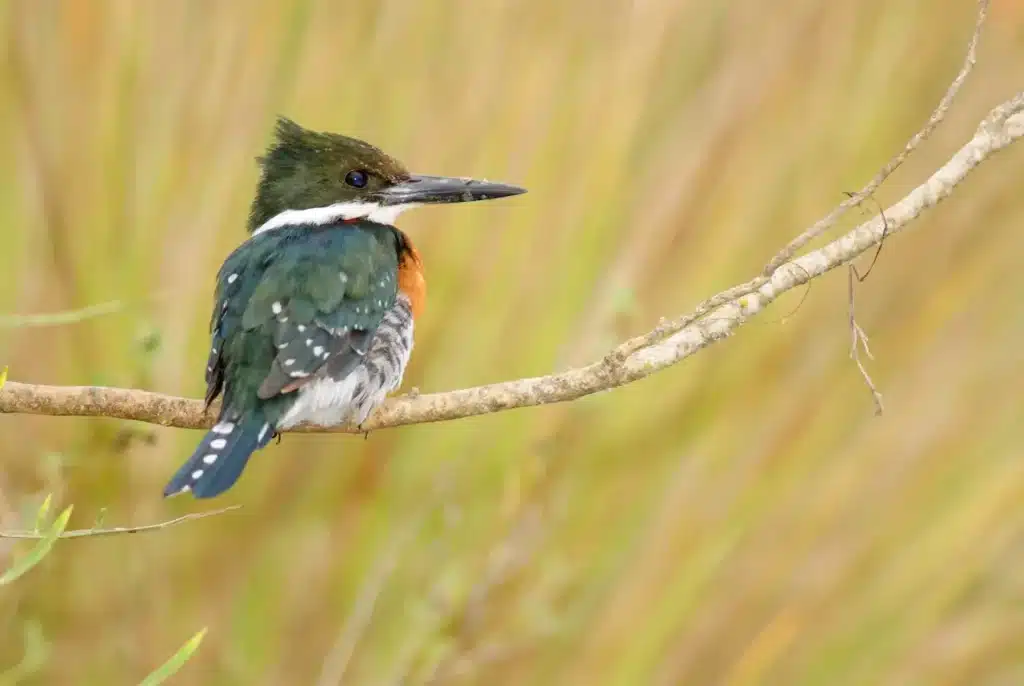 Green Kingfishers 