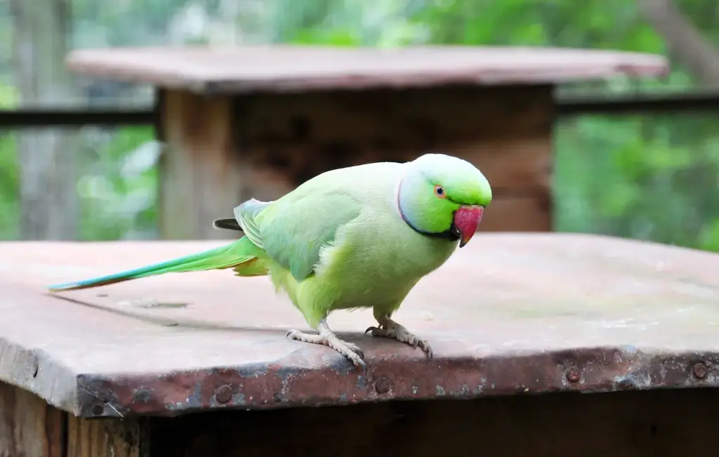 Green Parakeet on Wooden Bar