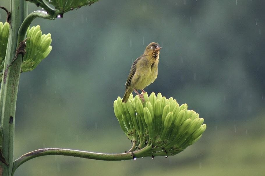 A small yellow-green finch sits perched on a cluster of vibrant green bananas in a lush, rainy environment. The blurred background hints at greenery, emphasizing the bird and the bananas as the main focus of the image.