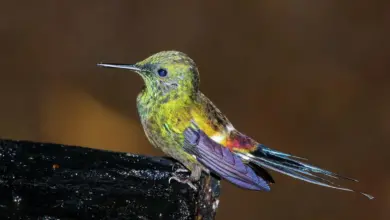 The Green Thorntail Hummingbirds Perched In A Wood