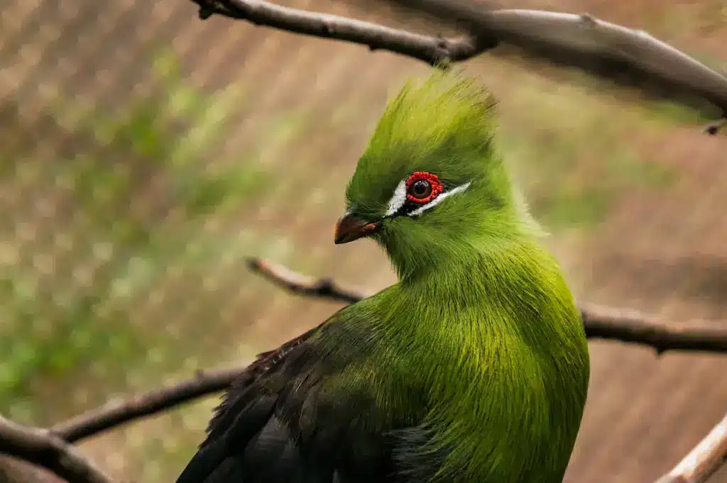 Close up Image of Green Turaco 