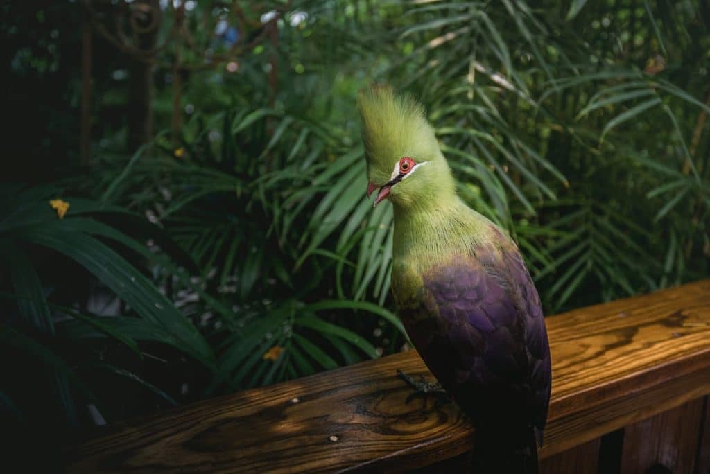 Green Turaco Sitting On Top Of A Wooden Rail