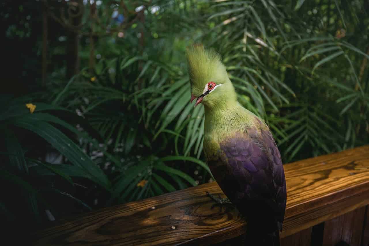 Green Turaco Sitting On Top Of A Wooden Rail