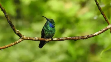 The Green Violet-Ear Hummingbirds On A Branch