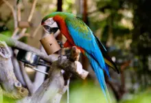 Green-Winged Macaw on a Tree Branch