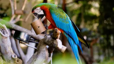 Green-Winged Macaw on a Tree Branch