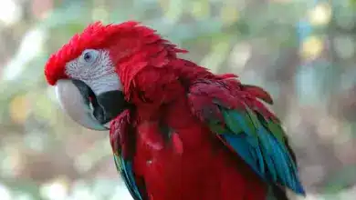 Green-Winged Macaw Close Up