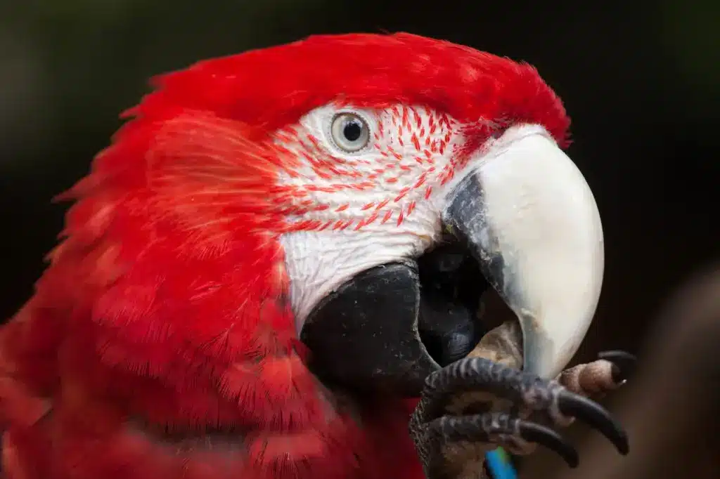 Green-Winged Macaw Head Shot