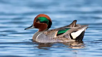Green-Winged Teal Floating In The Water