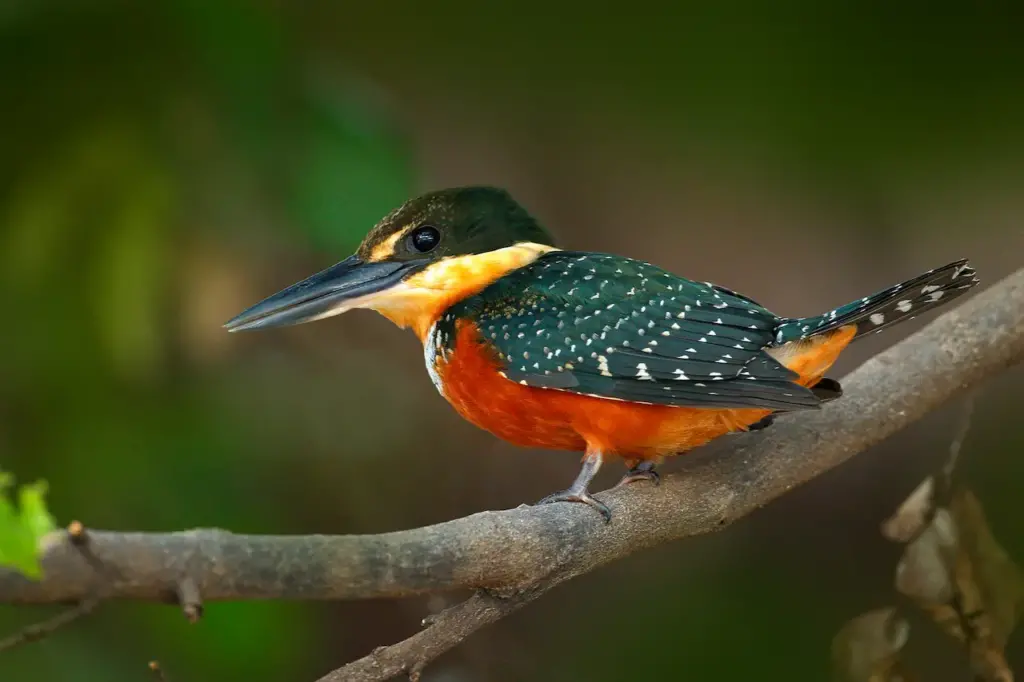 Green-and-rufous Kingfishers on a Tree Branch 