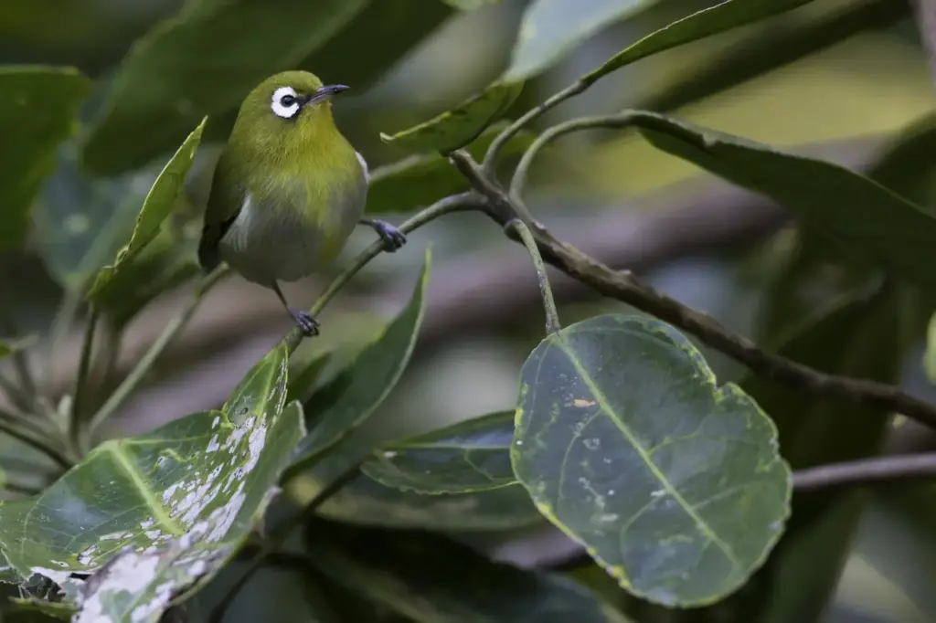 Green-backed White-eyes Perched On A Leaf