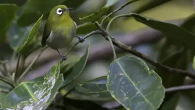 Green-backed White-eyes Perched On A Leaf