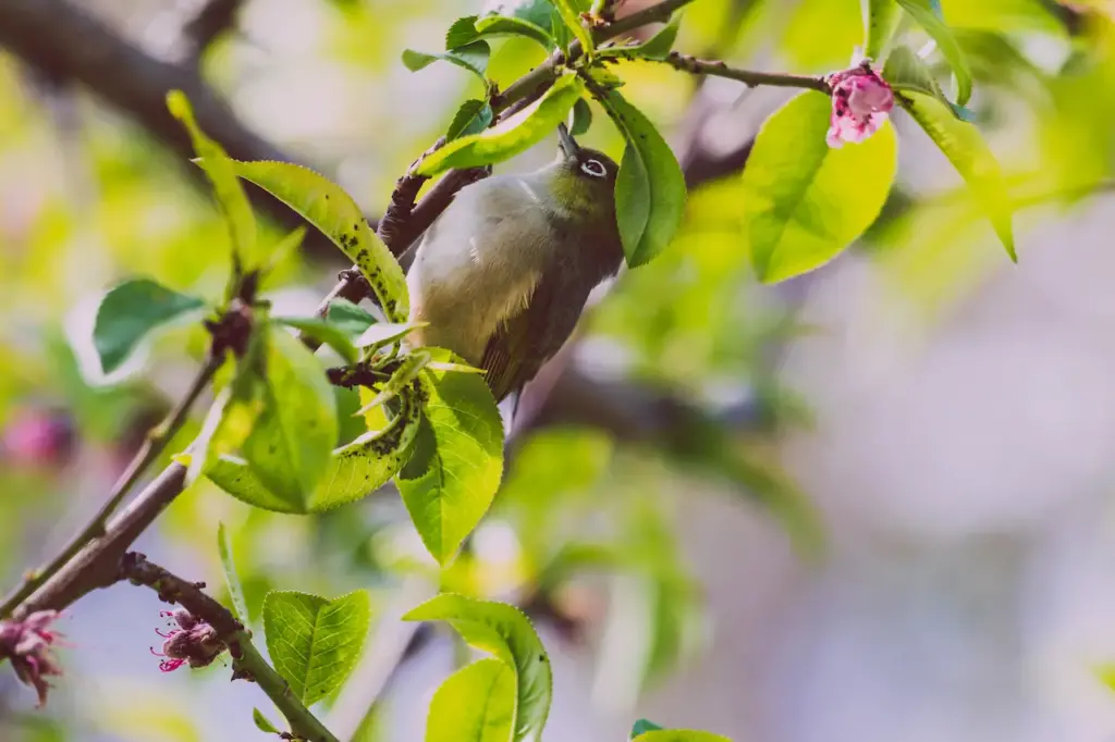 A Green-backed White-eyes Eating On The Blossoms Of The Tree
