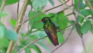 The Green-bellied Hummingbirds Perched On A Branch