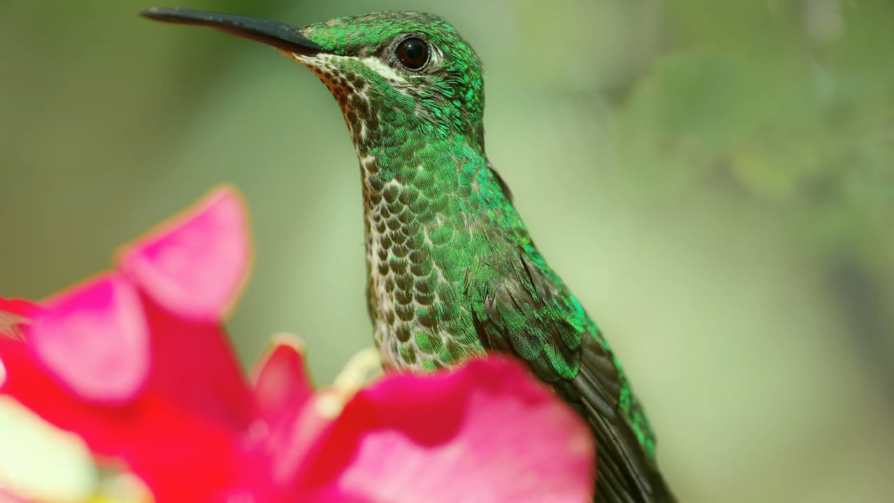 A Green-crowned Brilliant Hummingbird perched on a pink flower.