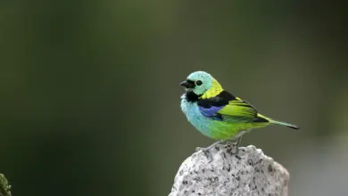 Green-headed Tanager Resting On The Top of Stone