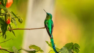 Green-tailed Trainbearers