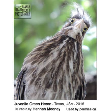 Juvenile Green Heron