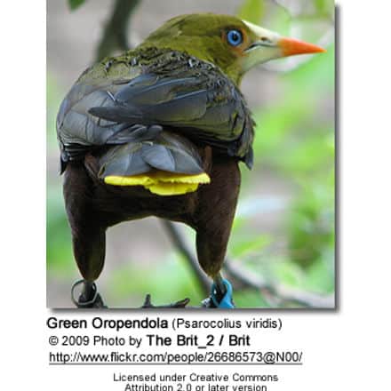 Green Oropendola (Psarocolius viridis)