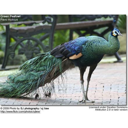 A green peafowl with iridescent blue and green feathers stands gracefully on a paved surface. The bird, showcasing its long, feathery train, is positioned in front of a dark wrought iron bench. Text on the image includes the species name "Pavo muticus" and a photo credit for capturing this magnificent Green Peafowl.