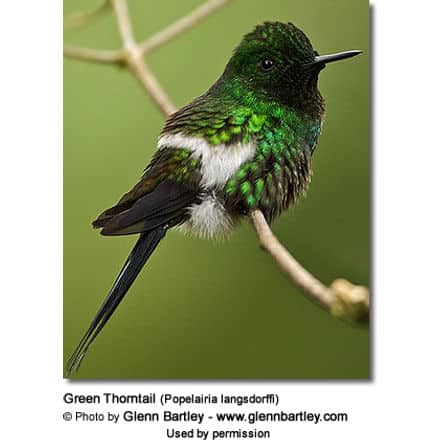 Green Thorntail (Discosura conversii) Hummingbird