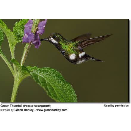 Green Thorntail (Popelairia langsdorffi) - Hummingbird