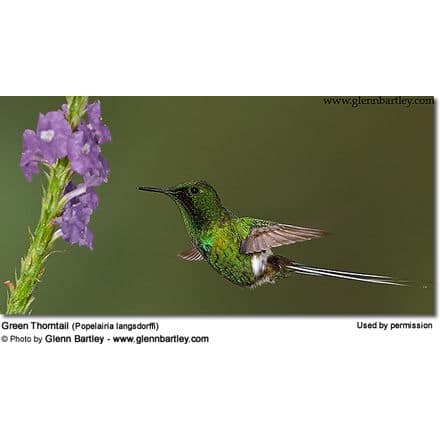 Green Thorntail (Discosura conversii)