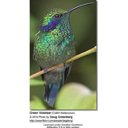 Green Violetear (Colibri thalassinus)