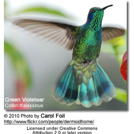Green Violetear hummer