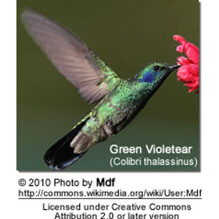 Green Violet-ear Hummingbird