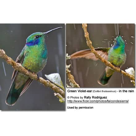 Male Green Violet Ear Hummingbird