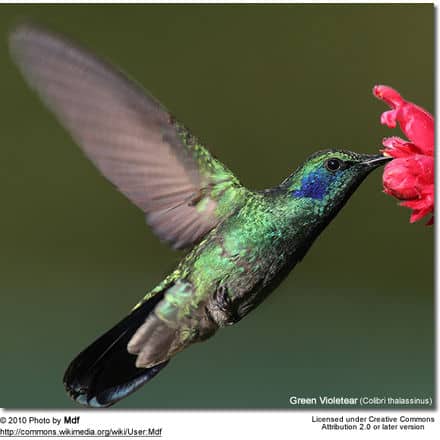 Greeen Violetear Hummingbird