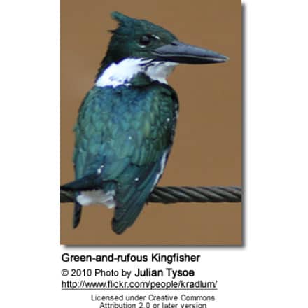 Green-and-rufous Kingfisher, Chloroceryle inda
