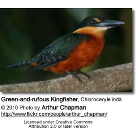 Green-and-rufous Kingfisher, Chloroceryle inda