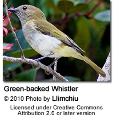 Green-backed Whistler (Pachycephala albiventris)