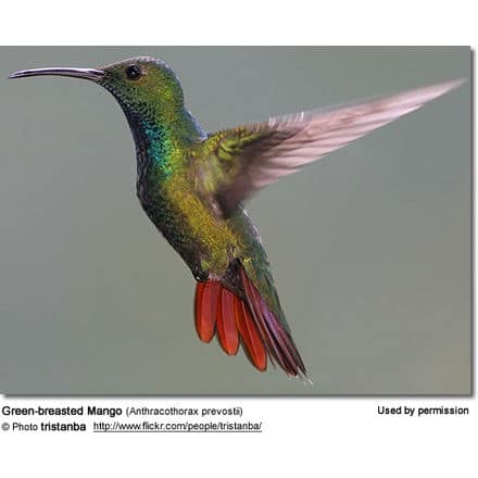 Green Breasted Mango Male