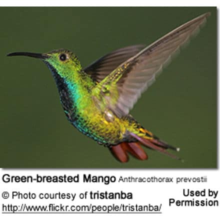 Green-breasted Mango (Anthracothorax prevostii)