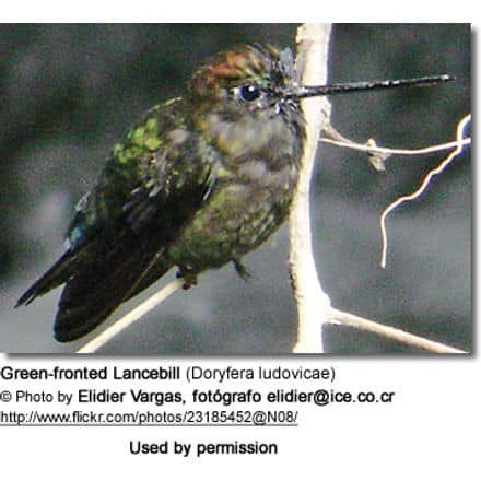 Green-fronted Lancebill (Doryfera ludovicae)