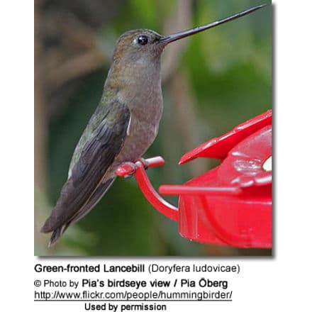 Green-fronted Lancebill (Doryfera ludovicae)