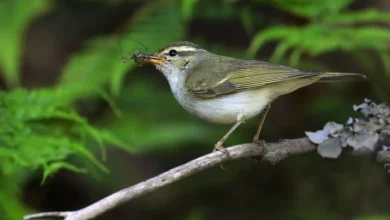 Greenish Warblers