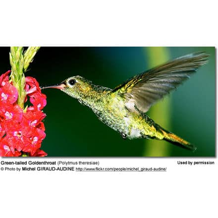 Green-tailed Goldenthroat (Polytmus theresiae) 