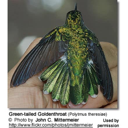 Green-tailed Goldenthroat (Polytmus theresiae)