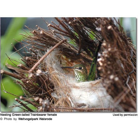 Nesting Green-tailed Trainbearer female 