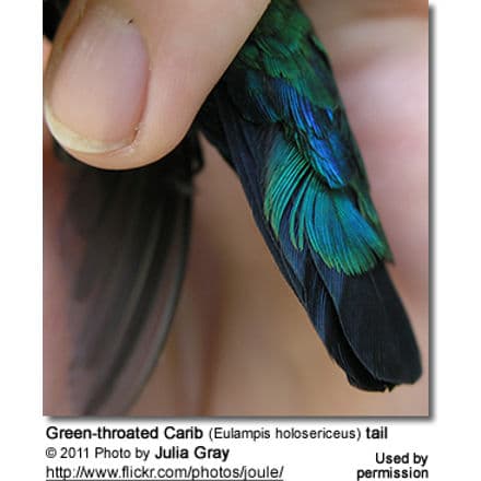 Green-throated Carib (Eulampis holosericeus) tail