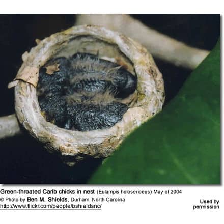 Green-throated Carib chicks in nest (Eulampis holosericeus) May of 2004