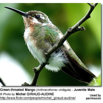 A close-up photo of a juvenile male Green-throated Mango hummingbird (Anthracothorax viridigula). The bird has a brilliant green throat and a small white tuft on its chest, similar to the White-capped Tanagers. It is perched on a thin branch against a predominantly green background. Photo by Michel Giraud-Audine.