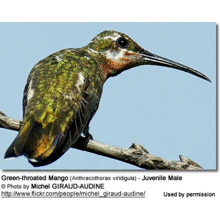 Green-throated Mango (Anthracothorax viridigula) - Juvenile Male